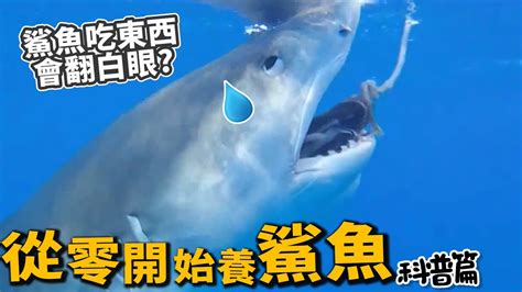 台灣可以養鯊魚嗎